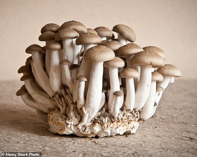 From a Teen's Sniff to Longevity Research: How a Charity Shop Comment Uncovered Hidden Clues About Aging