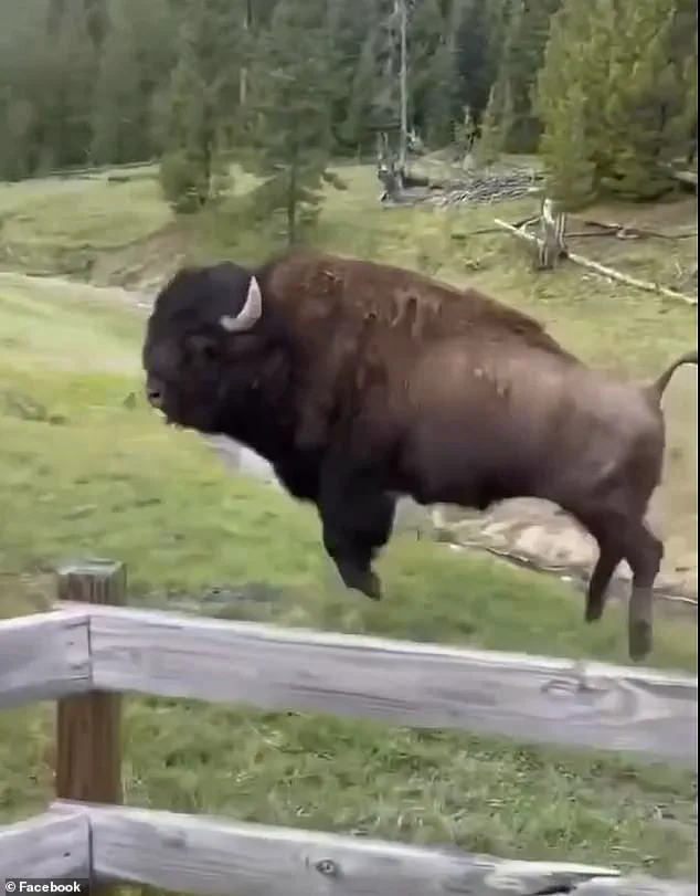 Yellowstone Bison's 'Dancing' Act Misleads: Expert Warns of Agitation and Potential Charge