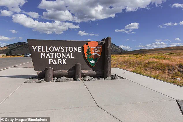 Yellowstone Bison's 'Dancing' Act Misleads: Expert Warns of Agitation and Potential Charge