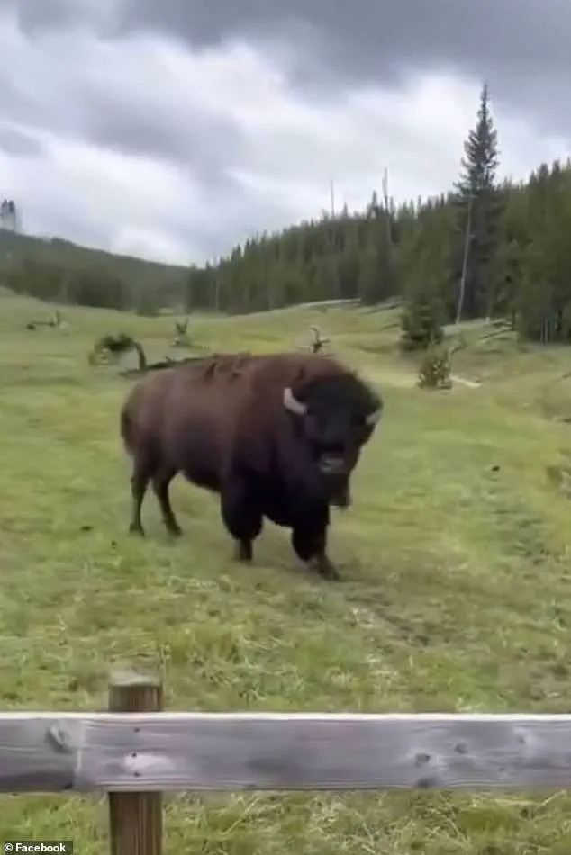 Yellowstone Bison's 'Dancing' Act Misleads: Expert Warns of Agitation and Potential Charge