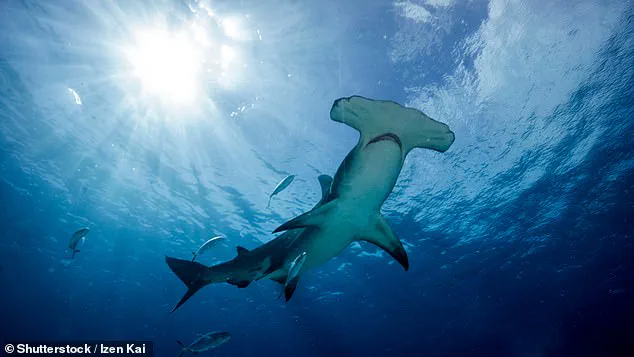 New Study Finds Widespread Mislabeling of Shark Meat in U.S. Grocery Stores, Endangering Species and Public Health