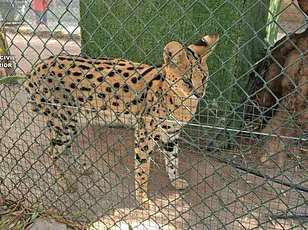 New Study Finds Widespread Mislabeling of Shark Meat in U.S. Grocery Stores, Endangering Species and Public Health