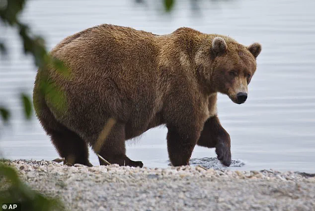 Fat Bear Week: The Survival Race of Alaska's Brown Bears