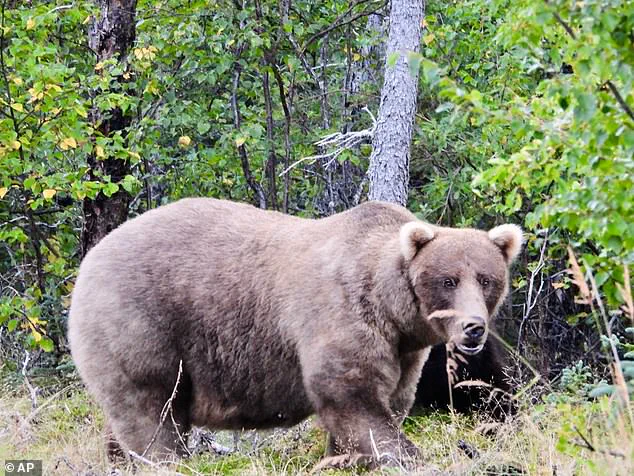 Fat Bear Week: The Survival Race of Alaska's Brown Bears