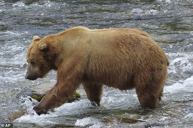 Fat Bear Week: The Survival Race of Alaska's Brown Bears