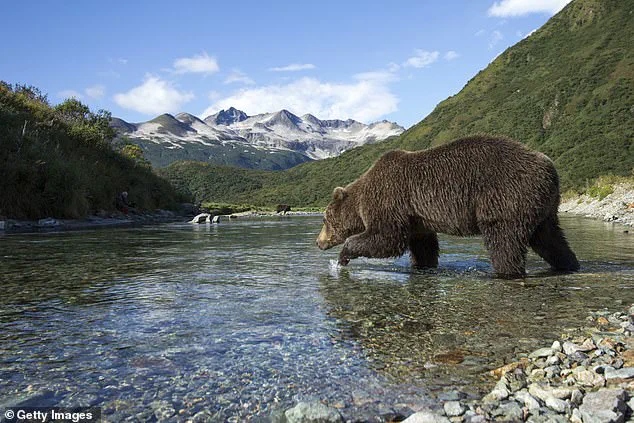 Fat Bear Week: The Survival Race of Alaska's Brown Bears