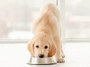 Major Egg Recall Sparks Salmonella Fears in Two U.S. States