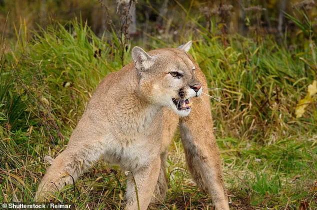 Colorado Woman Killed in Suspected Mountain Lion Attack, Raising Concerns Over Wildlife Safety