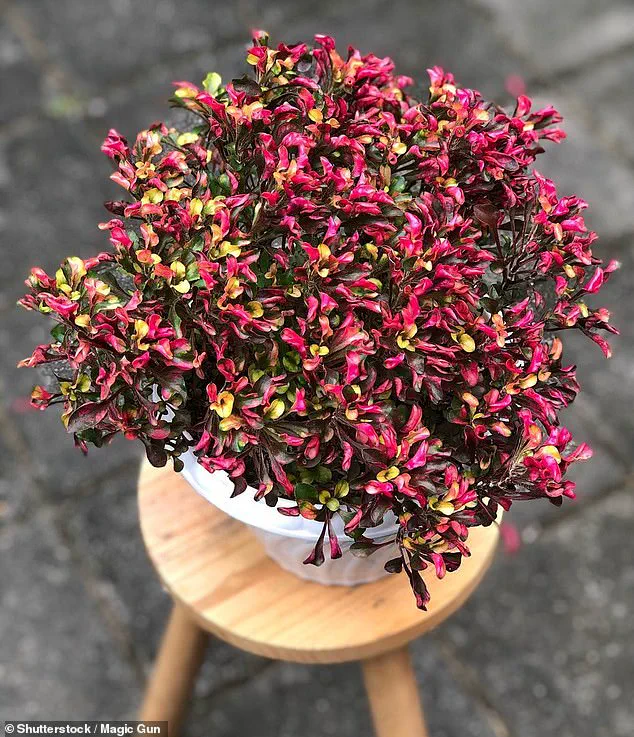 The Silent Epidemic: Osteoarthritis's Growing Impact on UK Public Health