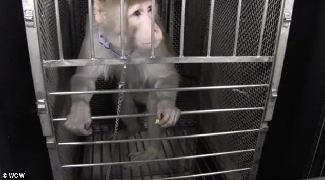 Trump's Sweeping Ban on Primate Research Sparks Debate Over Ethics and Medical Advancements