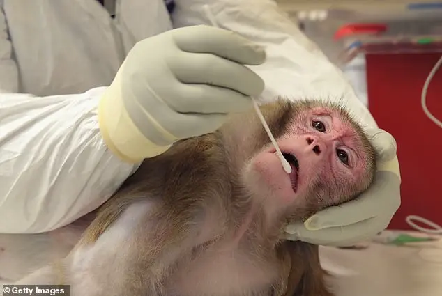 Trump's Sweeping Ban on Primate Research Sparks Debate Over Ethics and Medical Advancements