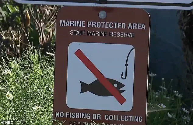 Outrage Over Tourists' Harassment of Marine Life During San Diego's King Tides Highlights Need for Stricter Coastal Regulations