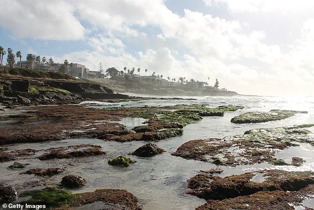 Outrage Over Tourists' Harassment of Marine Life During San Diego's King Tides Highlights Need for Stricter Coastal Regulations
