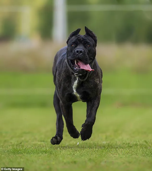 Community Mourns After Teenager's Death in Dog Attack; Animals Euthanized by Authorities