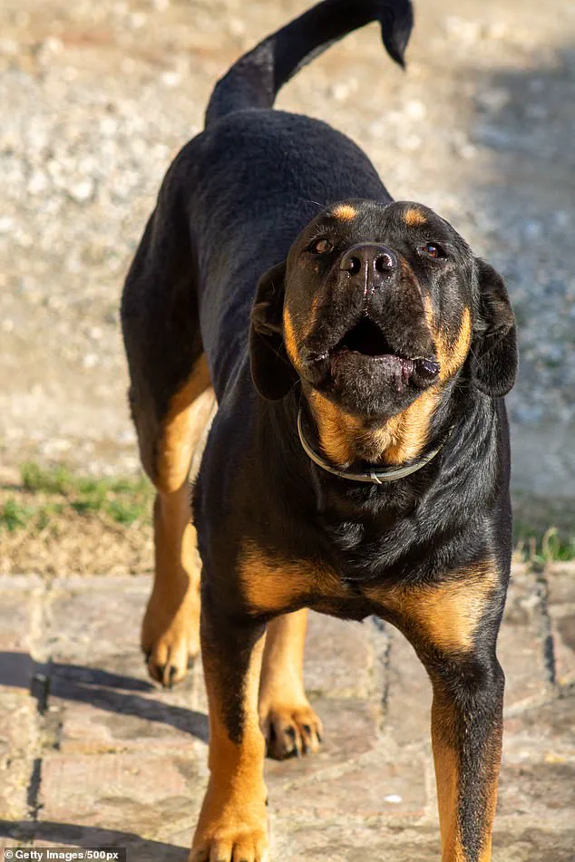 Community Mourns After Teenager's Death in Dog Attack; Animals Euthanized by Authorities