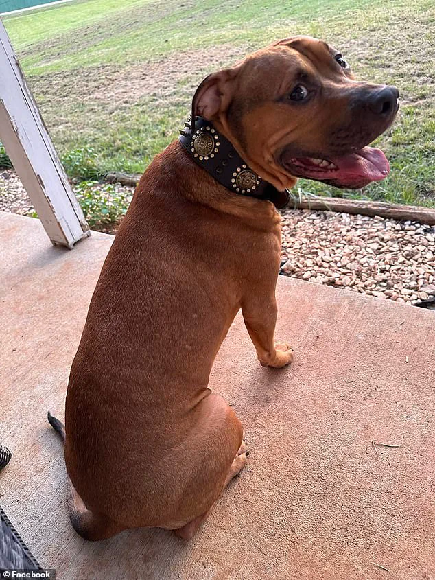 Tragic Dog Attack on Healthcare Worker Sparks Debate Over Pit Bull Ownership and Public Safety