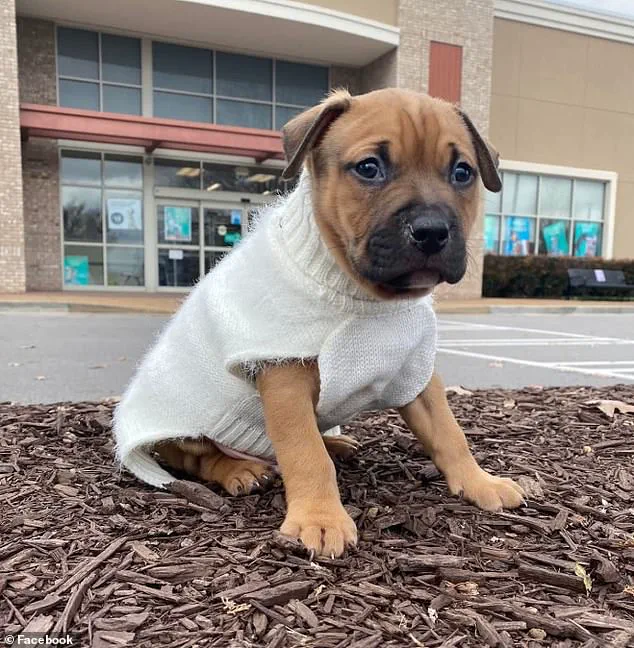 Tragic Dog Attack on Healthcare Worker Sparks Debate Over Pit Bull Ownership and Public Safety