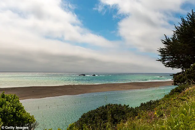Exclusive: Surfer's Near-Death Encounter with 6ft Shark in Gualala, California