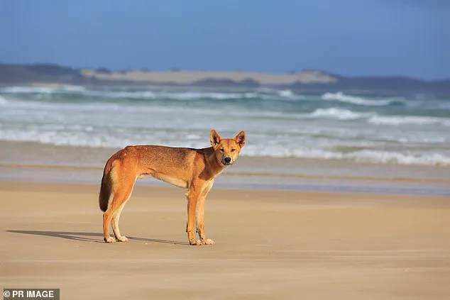 Tragedy on K'gari Beach: Young Canadian Woman Found Dead Surrounded by Dingoes