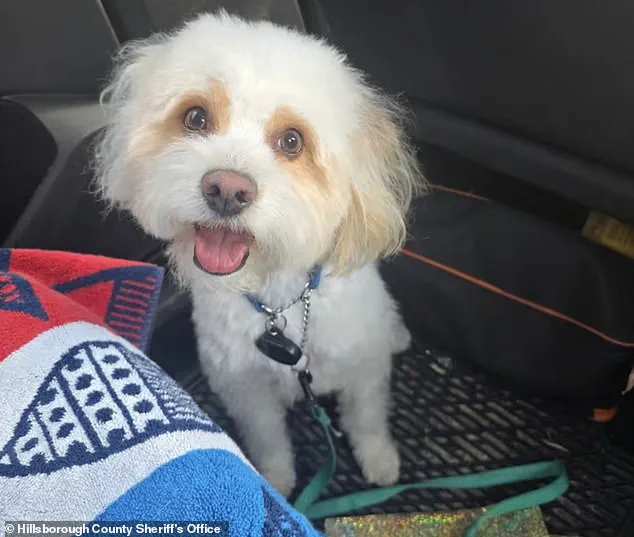 Government Enforces Animal Cruelty Laws as Former Officer Charged in Dog Poisoning Case