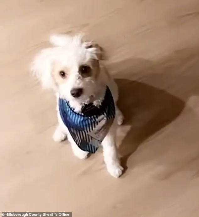 Government Enforces Animal Cruelty Laws as Former Officer Charged in Dog Poisoning Case