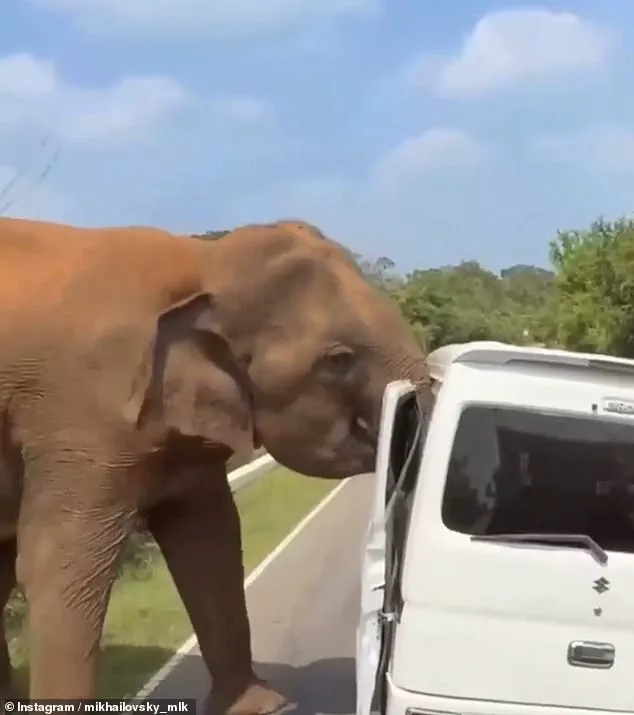 Life-or-Death Elephant Struggle Shakes Sri Lanka Tourists, Vehicle in Ruins