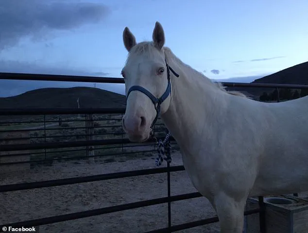 Exclusive: Inside the Alleged Ritualistic Sacrifice and Legal Battle Over Sealed Evidence in Maple Valley