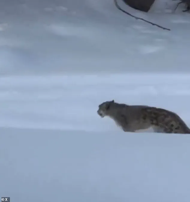 Shocking Selfie with Rare Snow Leopard Preceded Fatal Attack in Northern China, Sparking Calls for Stricter Wildlife Safety Measures