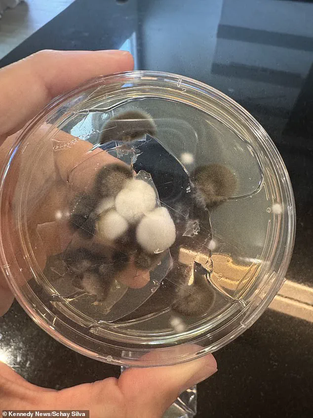 Three Years of Misdiagnosis: MRI Reveals Schayene Silva's Kidney Cancer