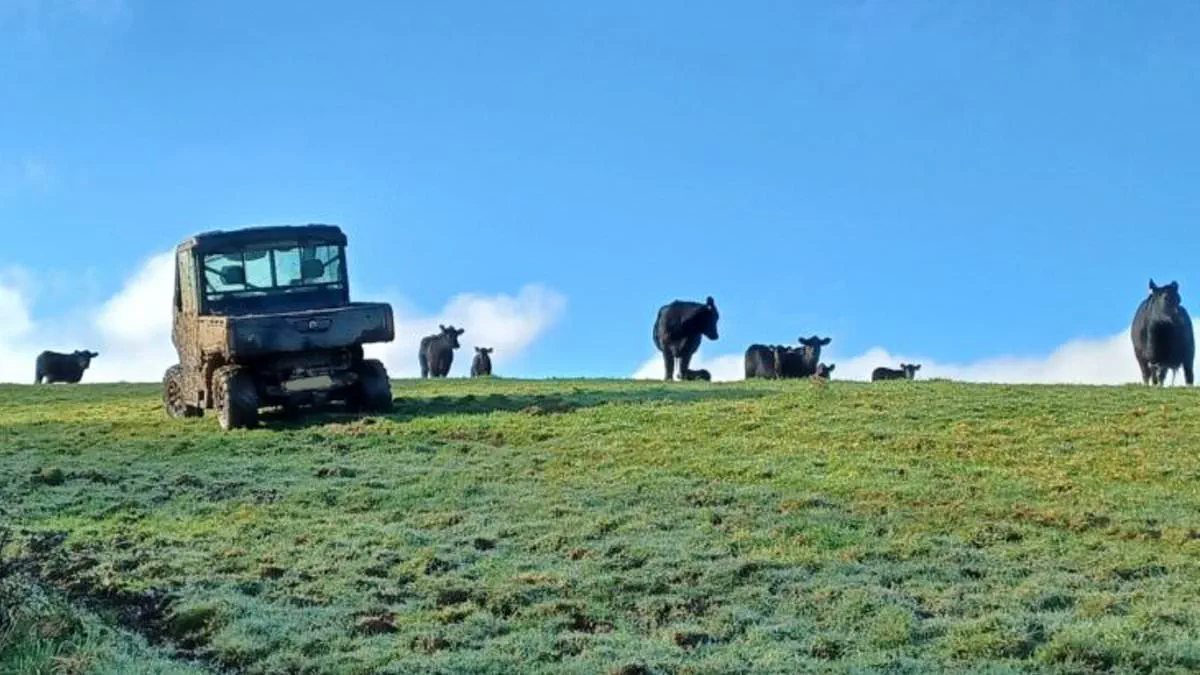 Dog Walker Rescued After Hour-Long Tree Climb as Aggressive Cow Sparks Dramatic Firefighter Intervention
