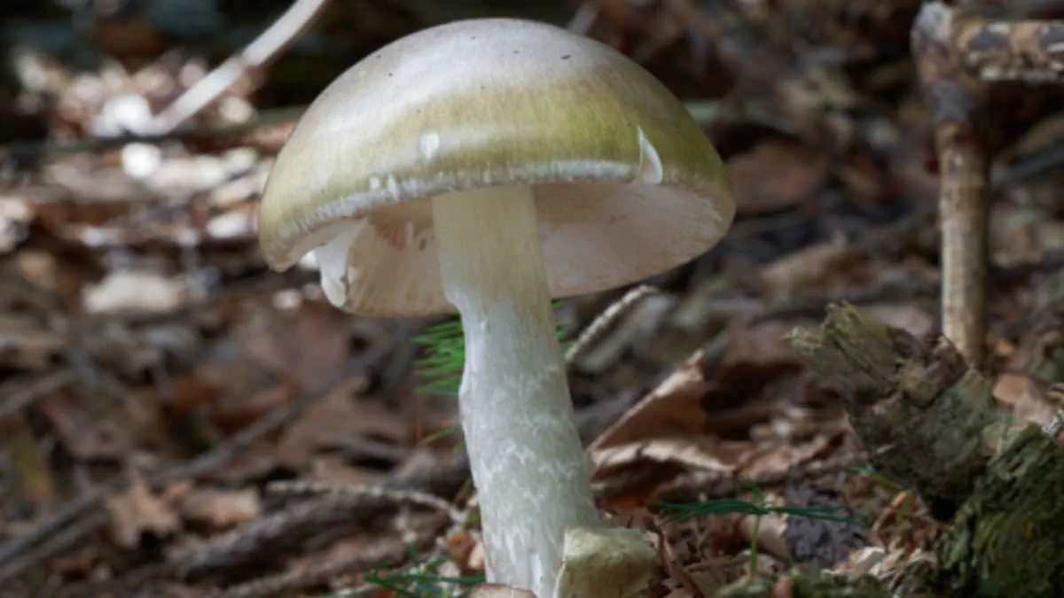 California Health Officials Warn After Four Die from Death Cap Mushroom Poisoning