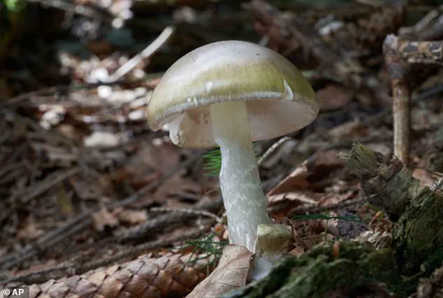 California Health Officials Warn After Four Die from Death Cap Mushroom Poisoning
