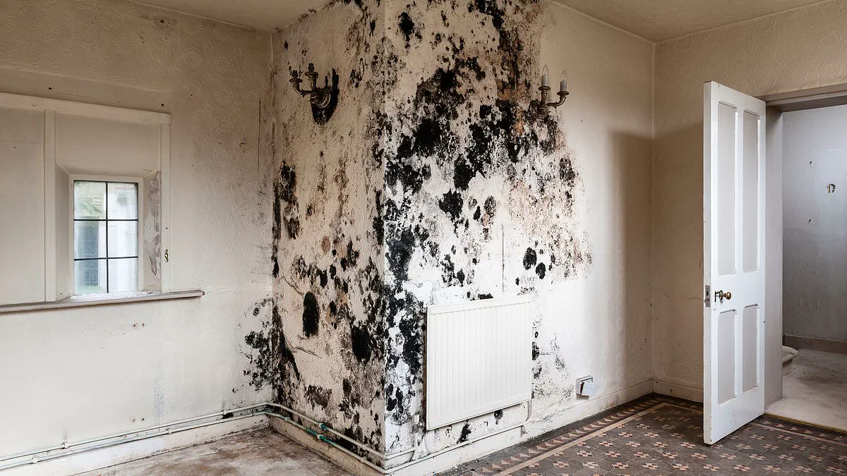 Study Reveals Long-Term Respiratory Risks from Childhood Exposure to Toxic Mould, Including 5% Lung Function Decline by Adolescence