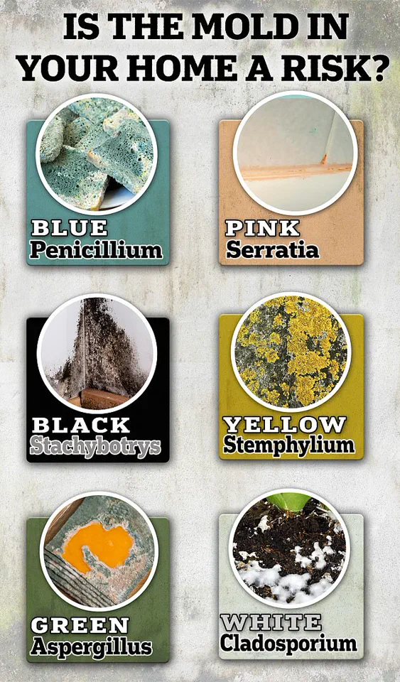 Study Reveals Long-Term Respiratory Risks from Childhood Exposure to Toxic Mould, Including 5% Lung Function Decline by Adolescence