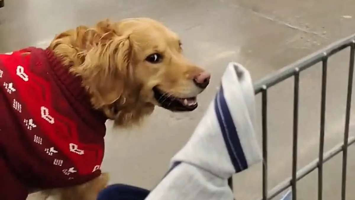 Albany Walmart Shoppers Confrontation Over Service Dog Leash Policy Sparks ADA Debate