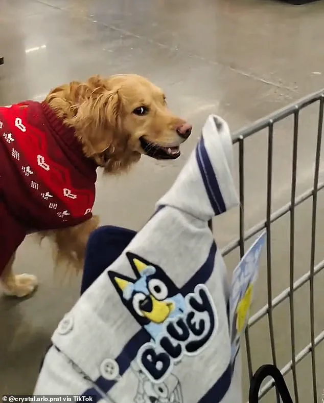 Albany Walmart Shoppers Confrontation Over Service Dog Leash Policy Sparks ADA Debate