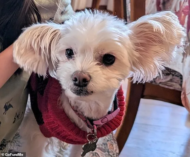 Hollywood House Fire Claims Two Sisters in Desperate Rescue Bid