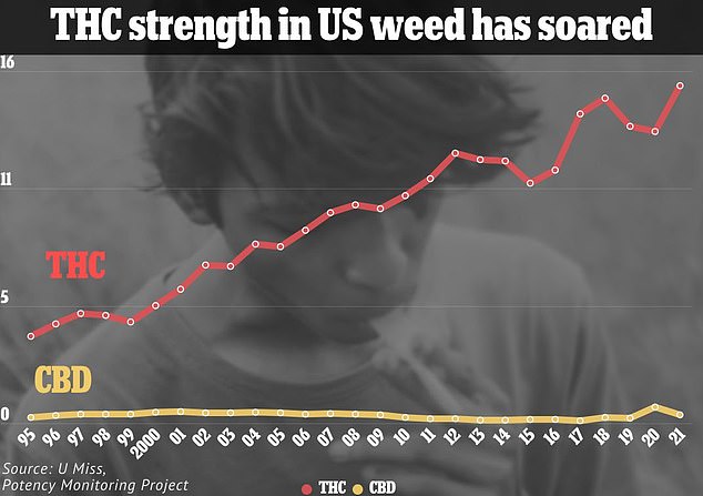 Moderate Cannabis Use Linked to Brain Health Benefits, Study Reveals: Excessive Use May Negate Effects