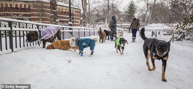 Controversial Call to Ban Dogs as Indoor Pets in NYC Over Religious Beliefs, Later Retracted