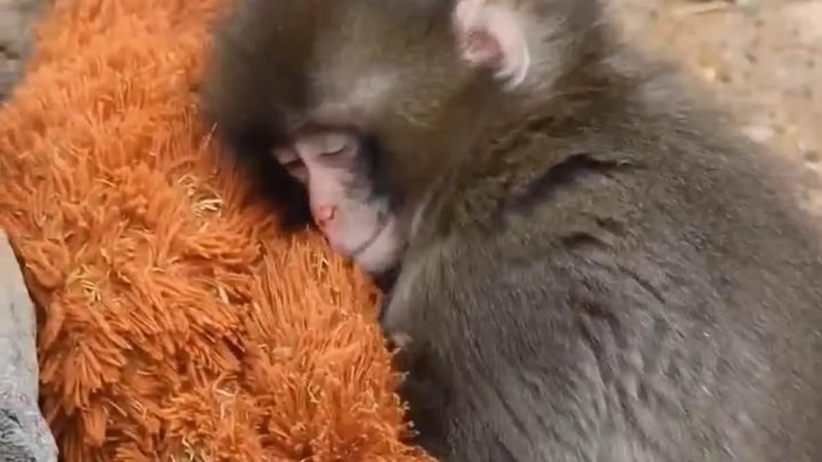 Stuffed Toy Becomes Surrogate Mother for Rejected Macaque at Ichikawa Zoo