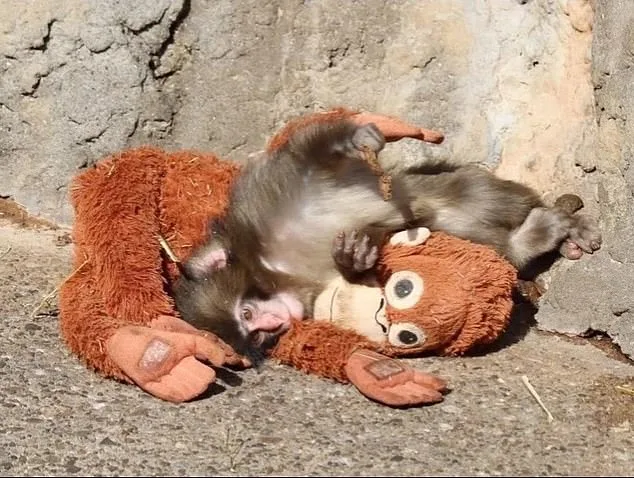 Stuffed Toy Becomes Surrogate Mother for Rejected Macaque at Ichikawa Zoo