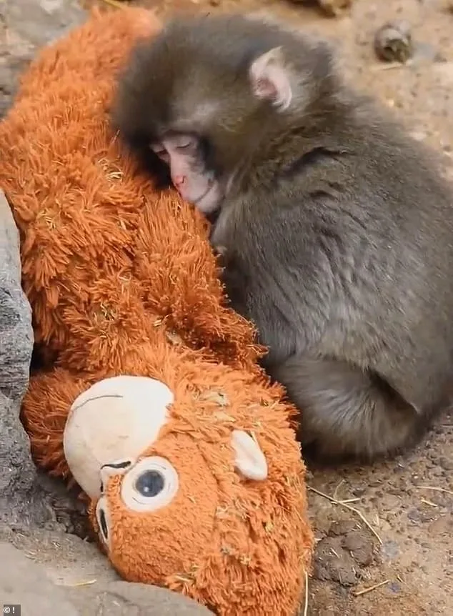 Stuffed Toy Becomes Surrogate Mother for Rejected Macaque at Ichikawa Zoo