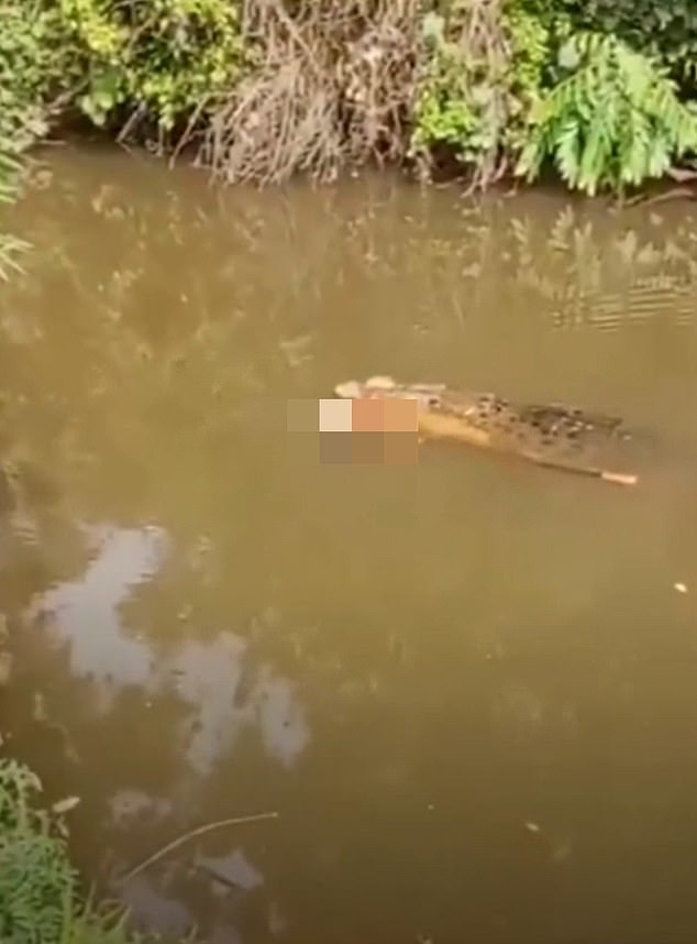 Crocodile Attack in Aceh River Kills 35-Year-Old Housewife Collecting Clams