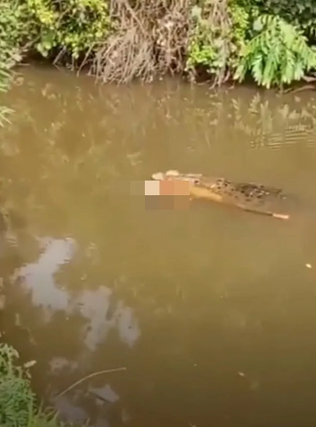 Crocodile Attack in Aceh River Kills 35-Year-Old Housewife Collecting Clams