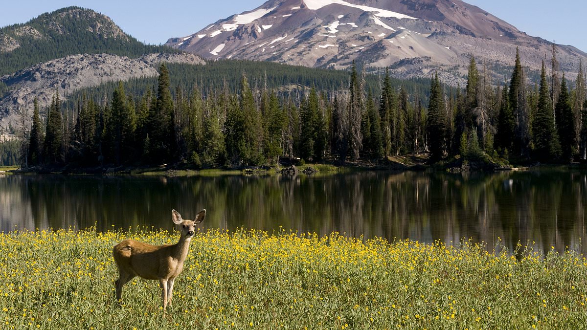 Oregon at a Crossroads: Activists Push Sweeping Ban on Hunting and Fishing as Petition Gains Momentum