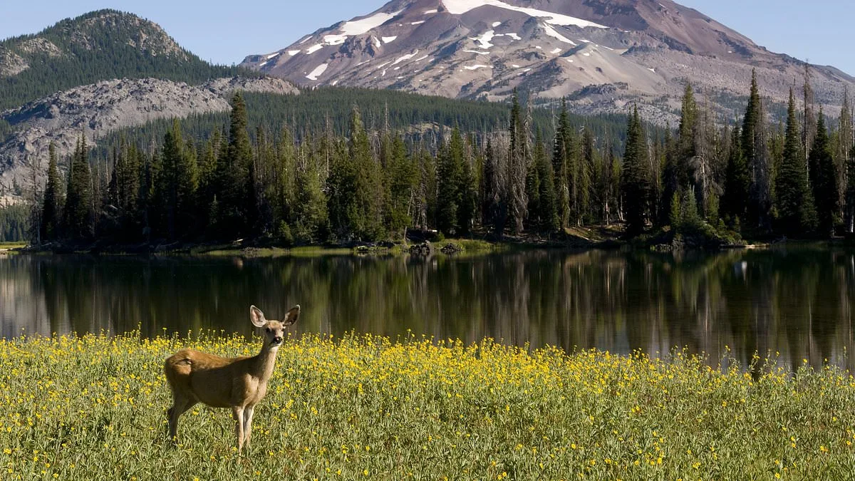 Oregon at a Crossroads: Activists Push Sweeping Ban on Hunting and Fishing as Petition Gains Momentum