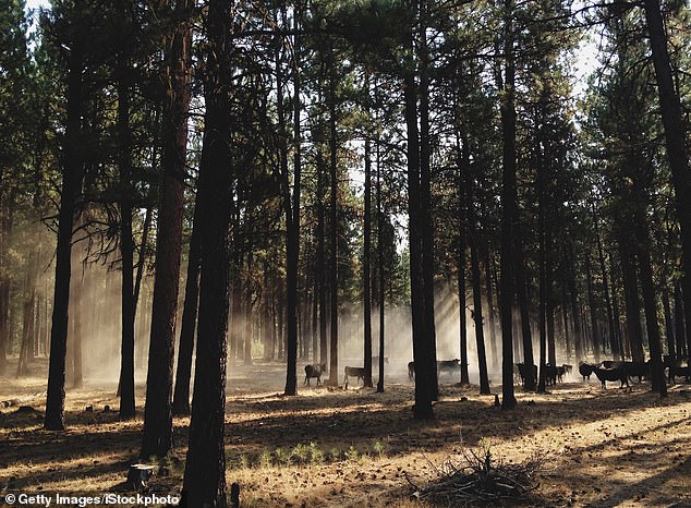 Oregon at a Crossroads: Activists Push Sweeping Ban on Hunting and Fishing as Petition Gains Momentum