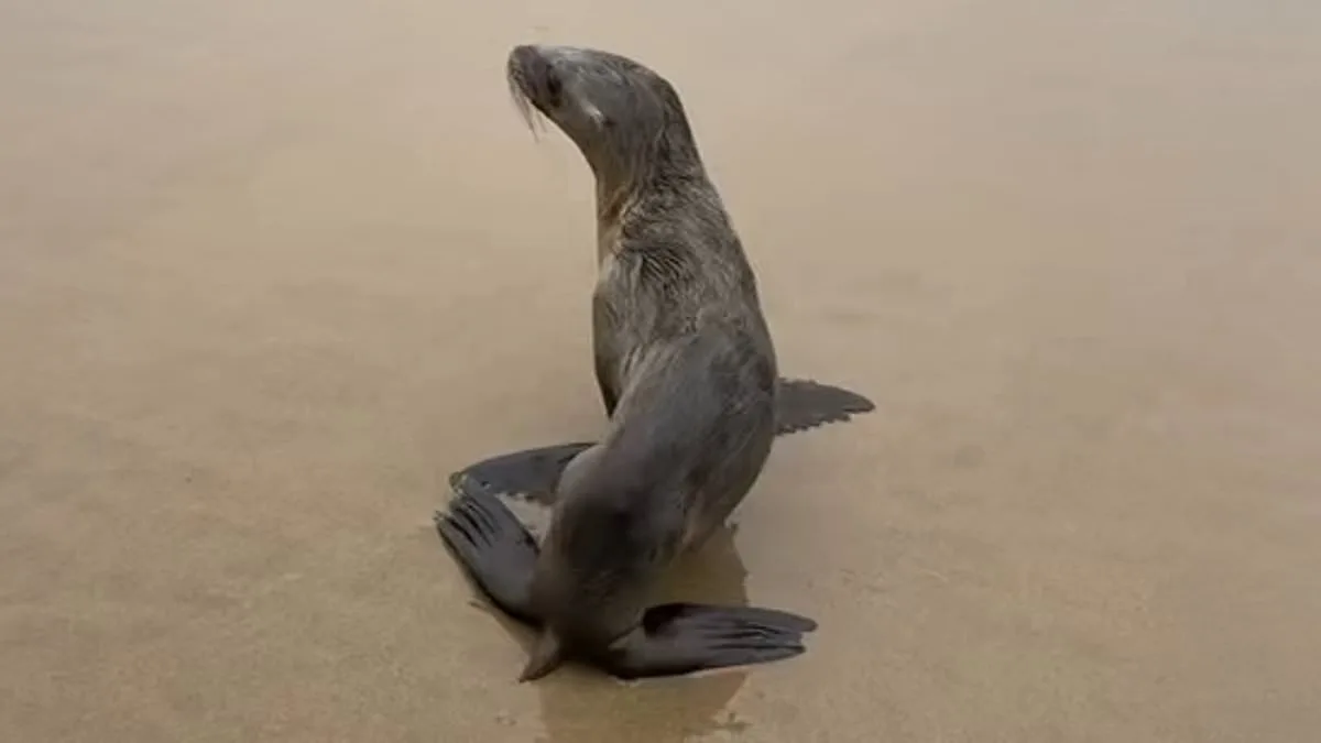 Stranded Sea Lion Pup on Cannon Beach Sparks Wildlife Conservation Message