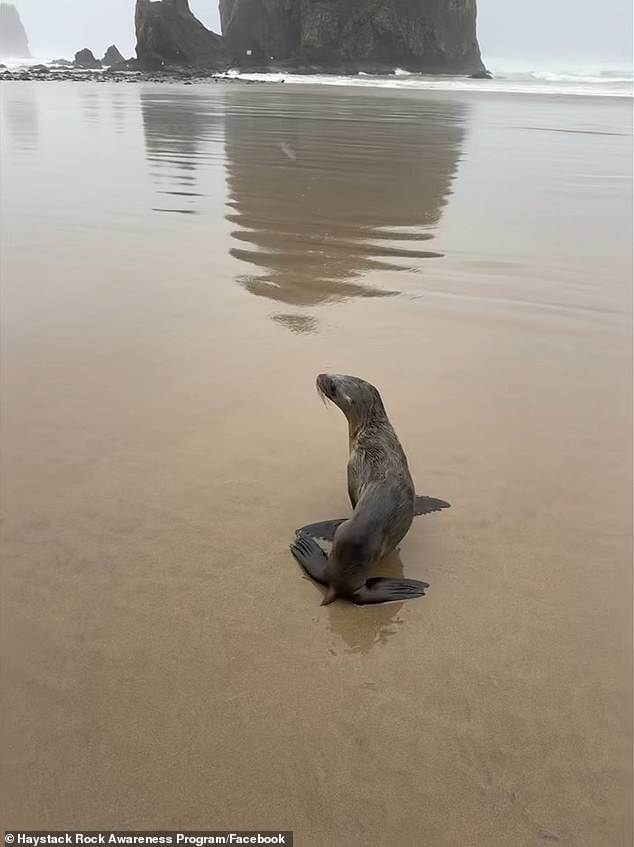 Stranded Sea Lion Pup on Cannon Beach Sparks Wildlife Conservation Message