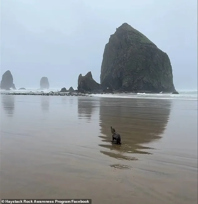 Stranded Sea Lion Pup on Cannon Beach Sparks Wildlife Conservation Message